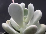 Pachyphytum oviferum 4.jpg