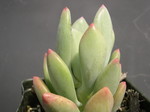 Pachyphytum Doctor Cornelius 1.jpg