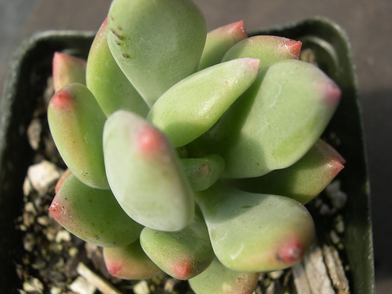 Pachyphytum Doctor Cornelius 2.jpg