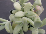 Pachyphytum werdermannii 1.jpg