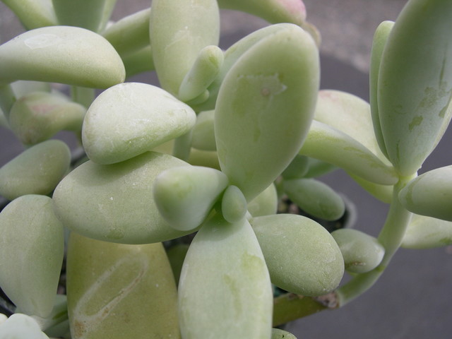 Pachyphytum werdermannii 2.jpg