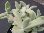 Pachyphytum werdermannii 3.jpg