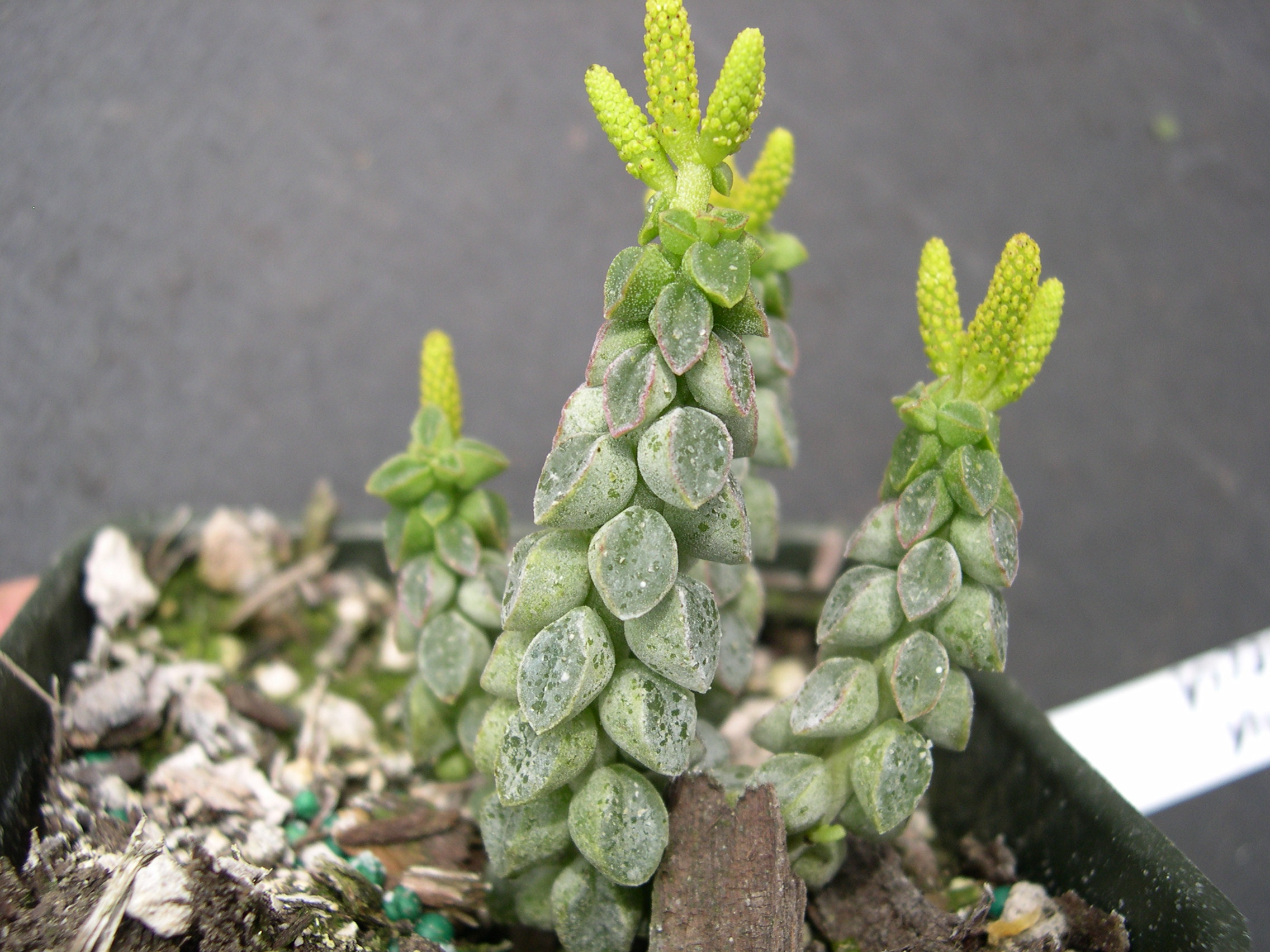 Peperomia columella 1.jpg