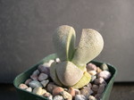 Pleiospilos nelii 1.jpg