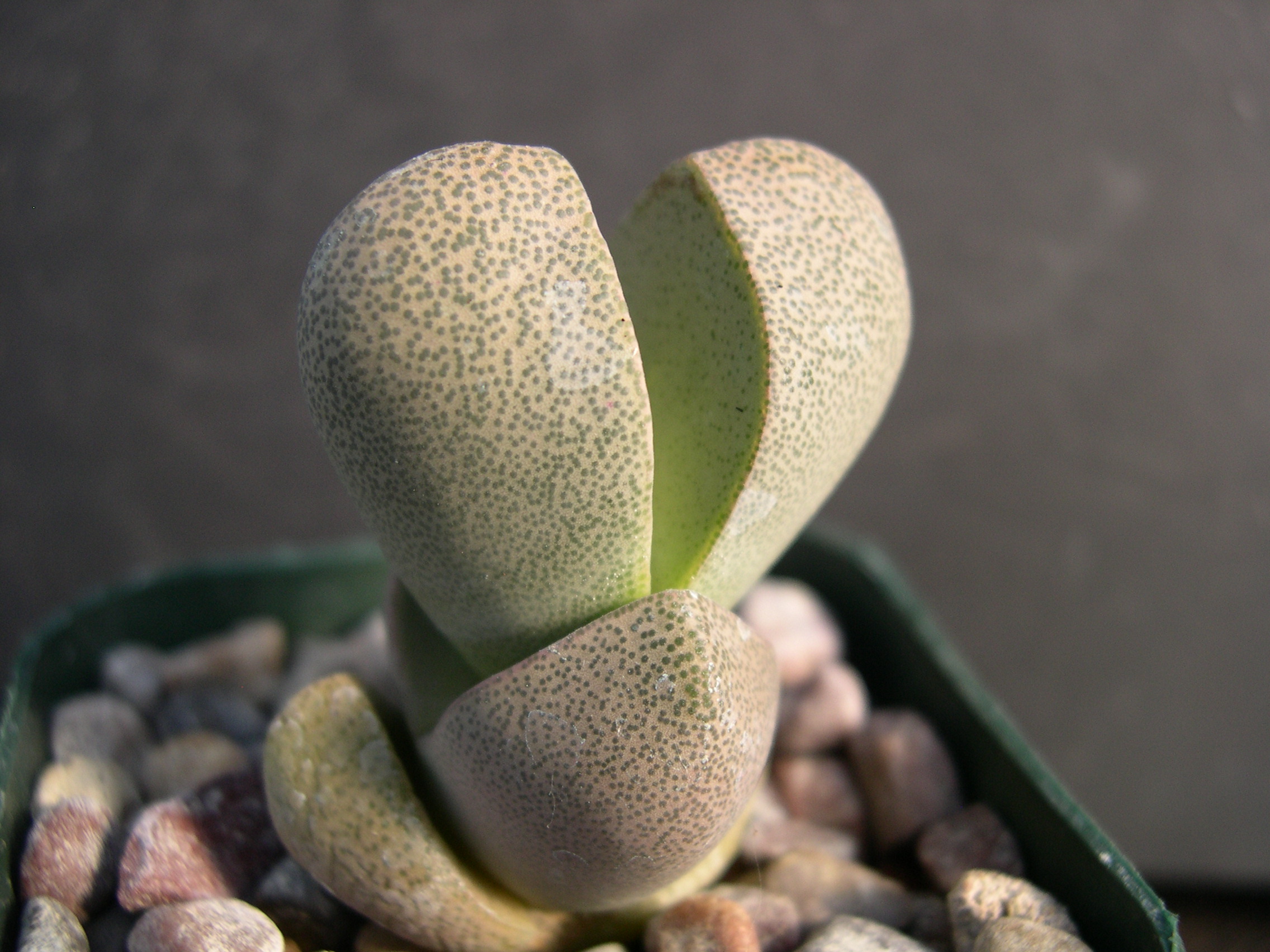 Pleiospilos nelii 2.jpg