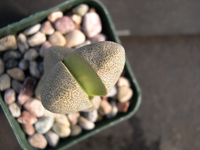 Pleiospilos nelii 3.jpg