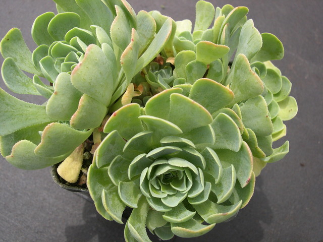 Rosularia sempervivum glaucophylla 1.jpg