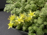 Sedum acre (diploid) (3)