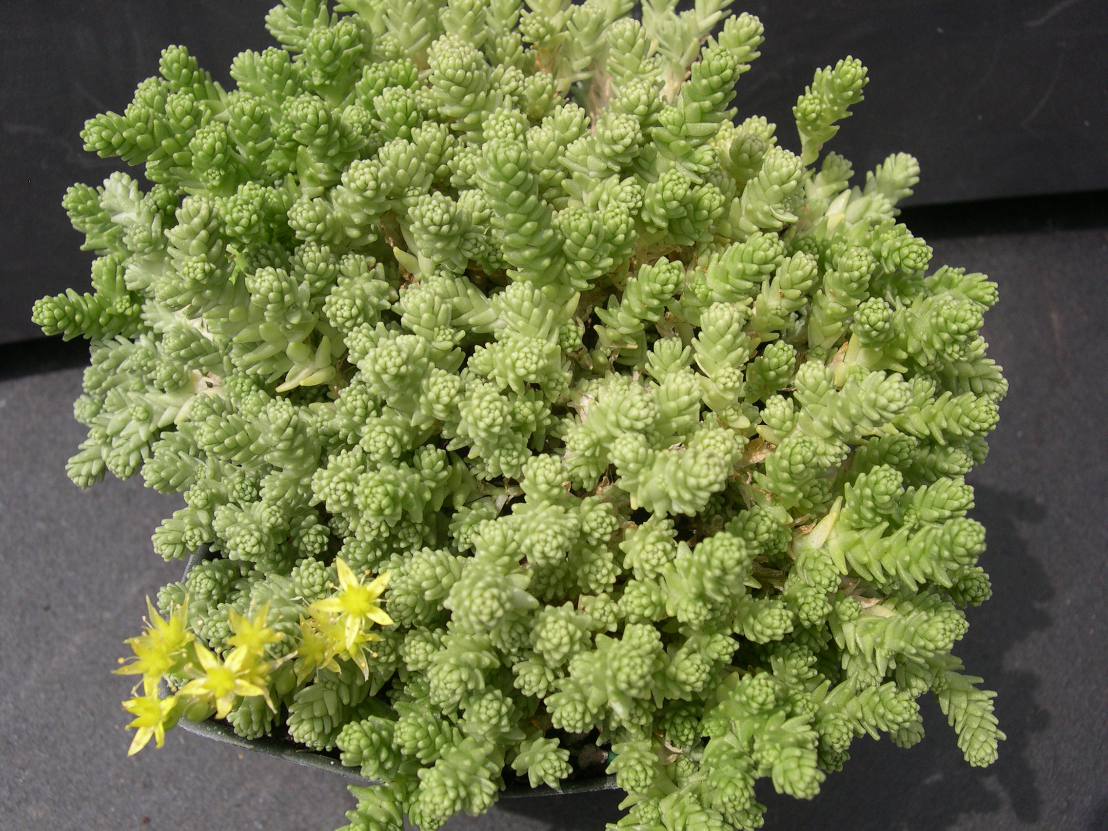 Sedum acre (diploid) (4)