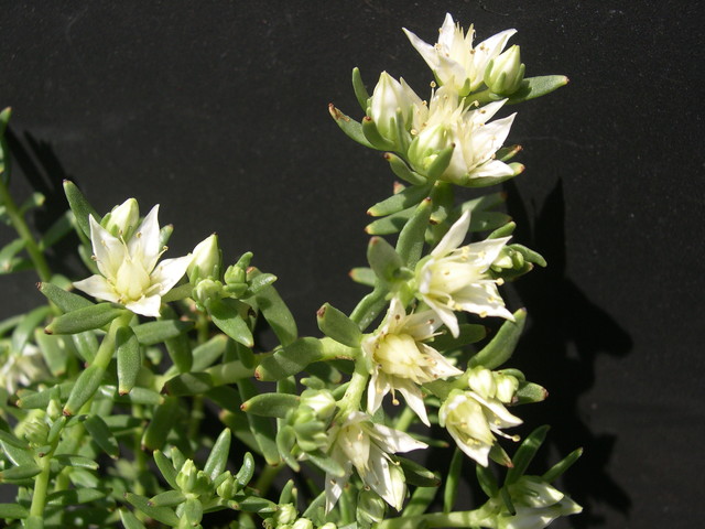 Sedum amabile [Rhodiola amabilis] (4)