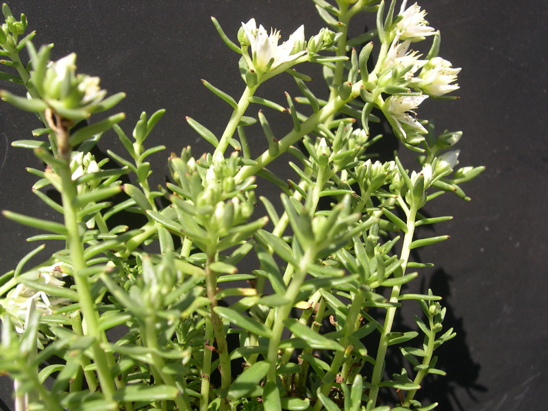 Sedum amabile [Rhodiola amabilis] (5)