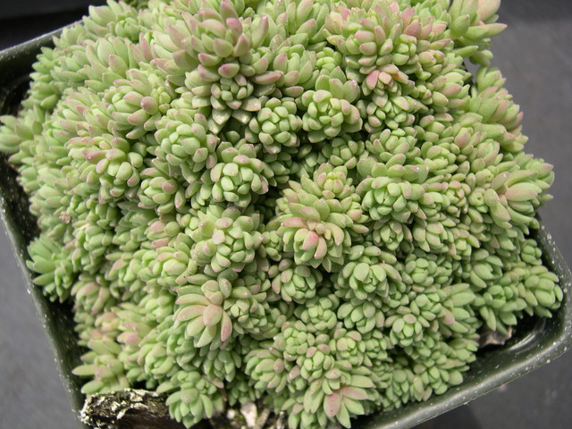 Sedum borschii (4)