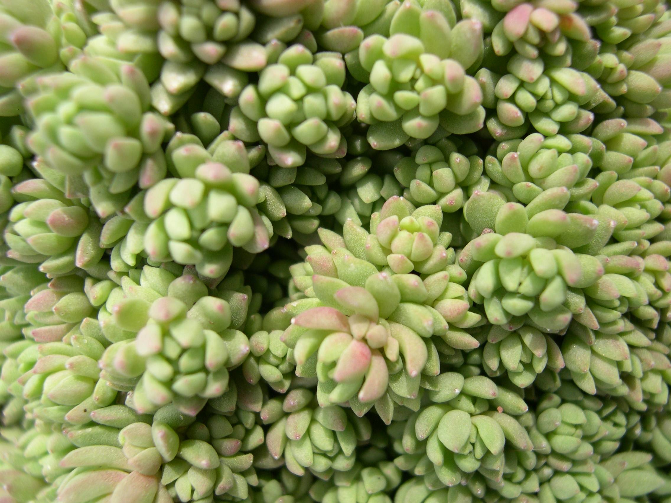 Sedum borschii (5)