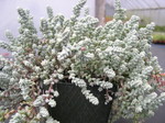 Sedum brevifolium quinquefarium (7)