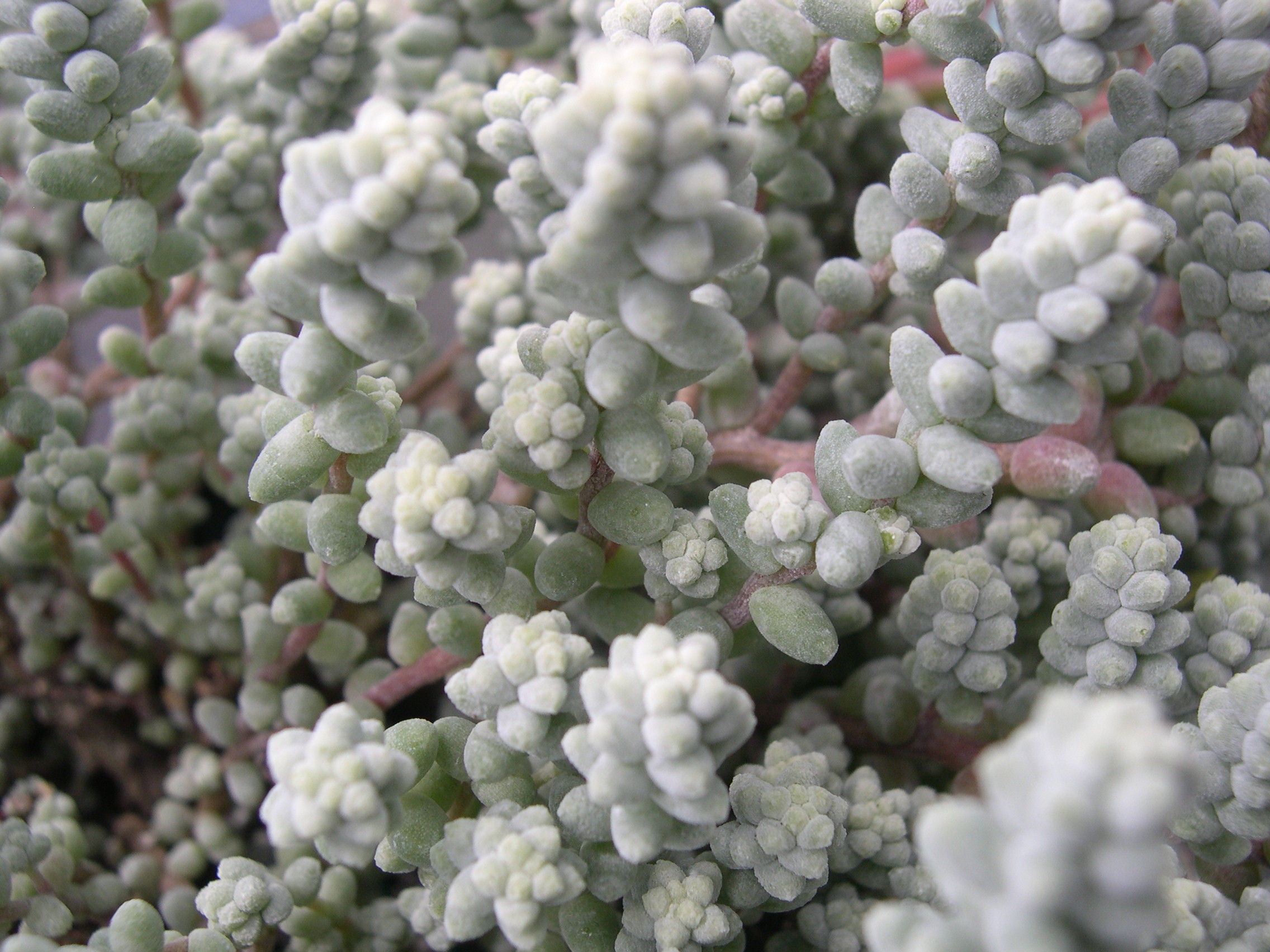 Sedum brevifolium quinquefarium (2)