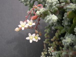 Sedum brevifolium quinquefarium (3)