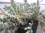 Sedum brevifolium quinquefarium (4)