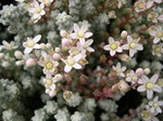 Sedum brevifolium quinquefarium (5)
