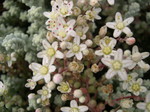Sedum brevifolium quinquefarium (6)