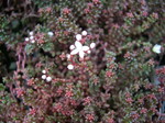Sedum brevifolium (Red Form) (5)