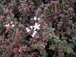 Sedum brevifolium Red (Form) (6)