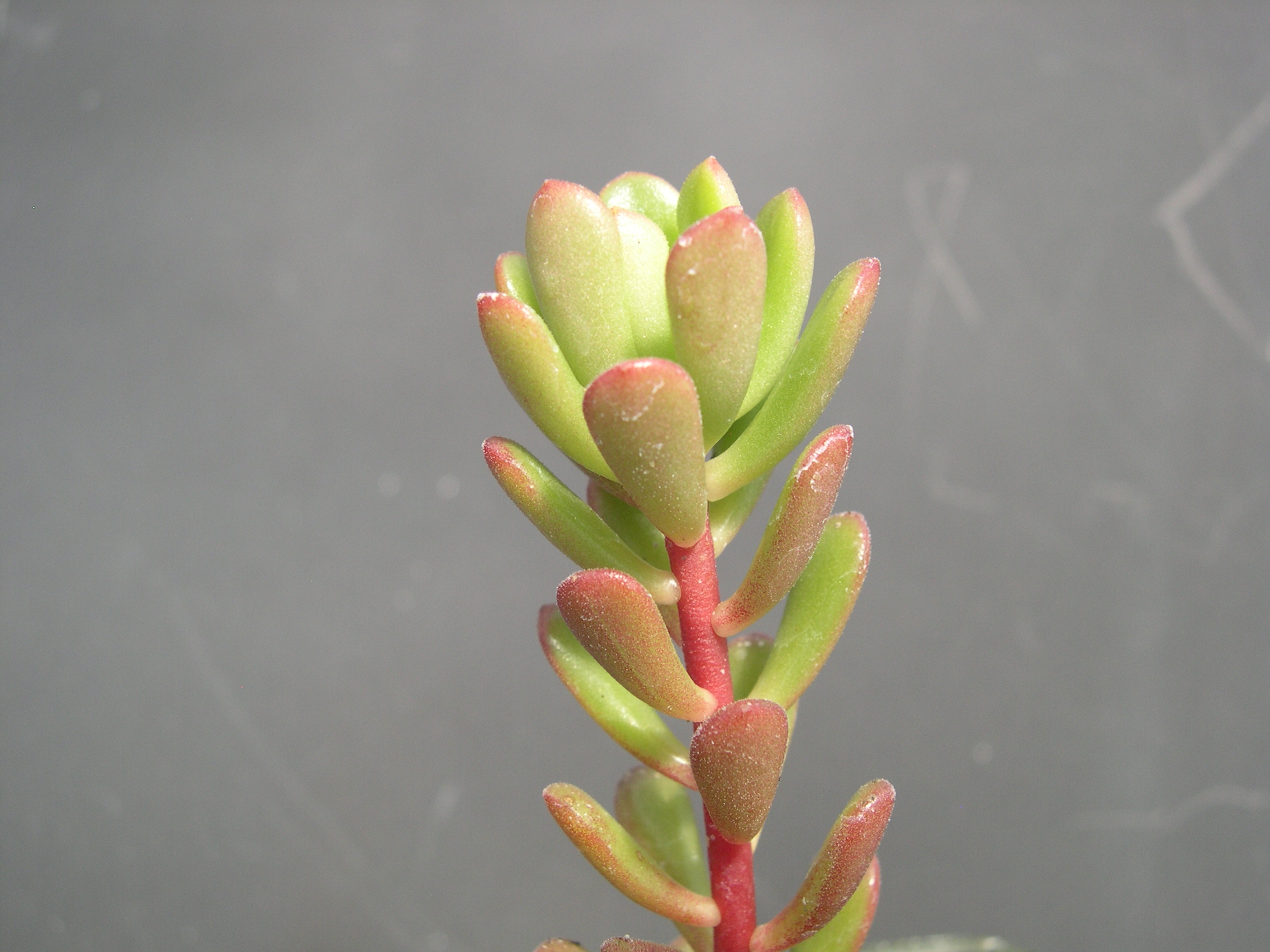 Sedum cockerellii (1)