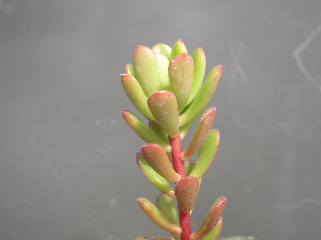 Sedum cockerellii (1)