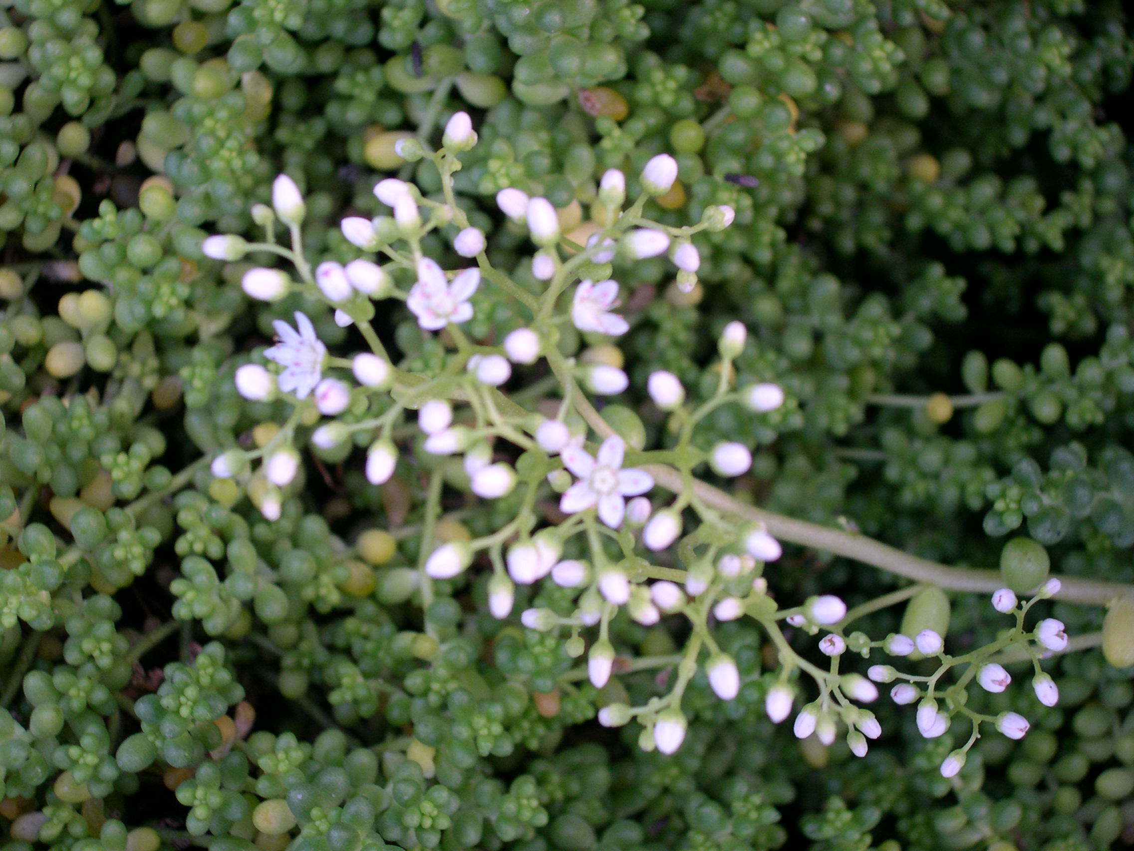 Sedum album micranthum chloroticum