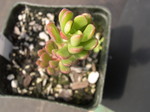 Sedum cockerellii (2)