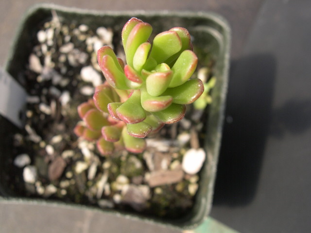 Sedum cockerellii (2)