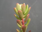 Sedum cockerellii (3)