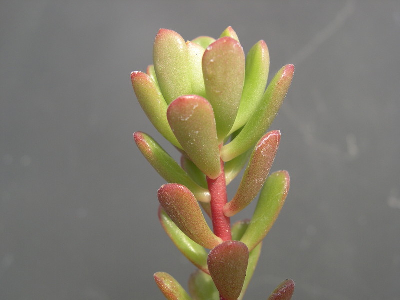 Sedum cockerellii (3)