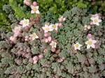 Sedum dasyphyllum (mislabelled mesatlanticum) (3)