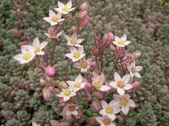 Sedum dasyphyllum (mislabelled mesatlanticum) (2)