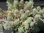 Sedum hispanicum album (2)