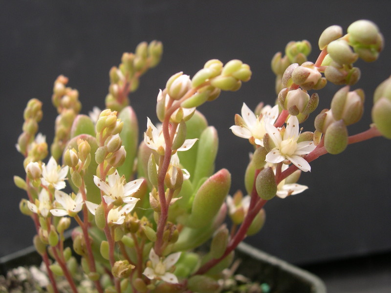 Sedum 'Joyce Tulloch' (5)