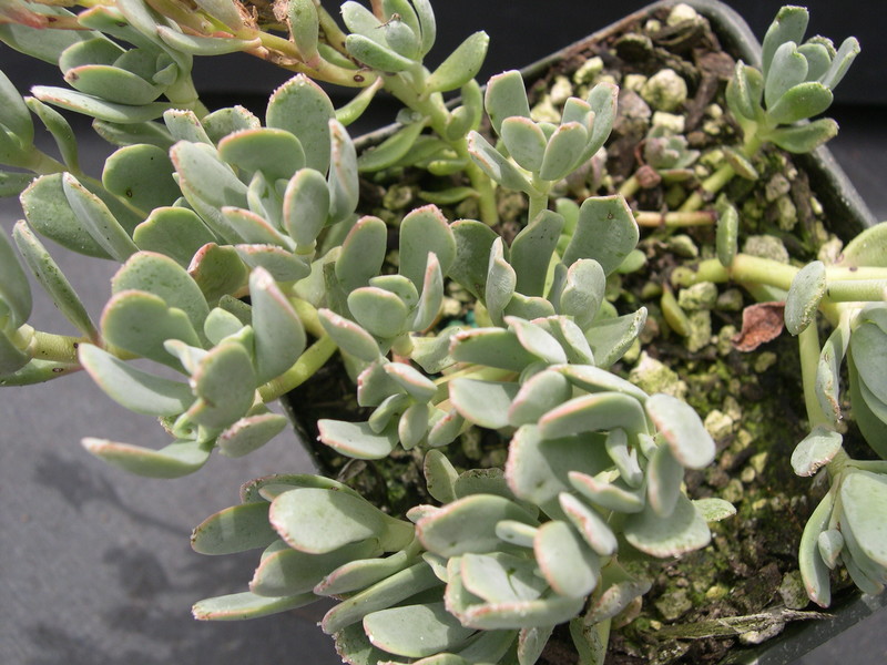 Sedum laxum (3)