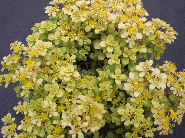 Sedum makinoi 'Ogon' (3)