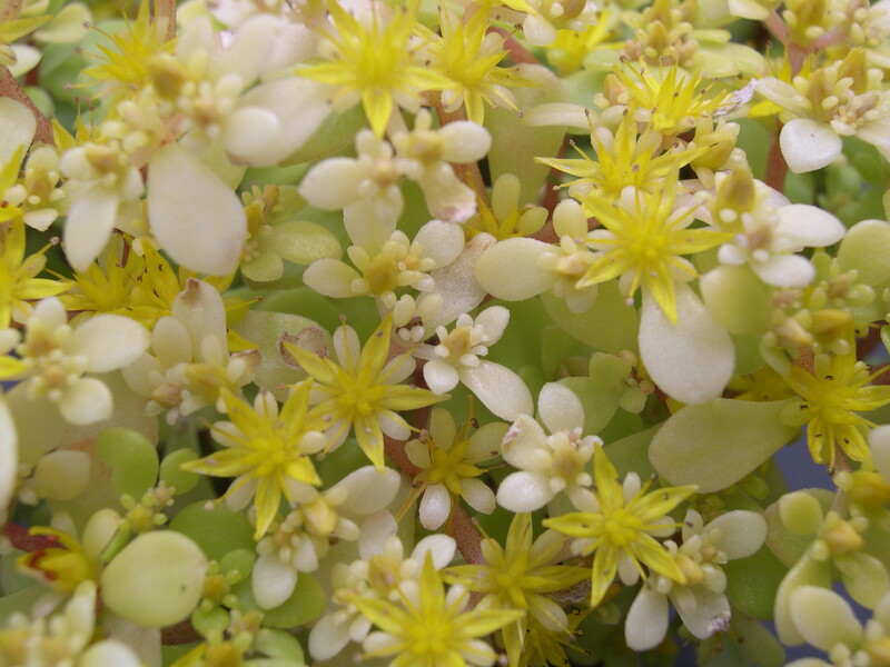 Sedum makinoi 'Ogon' (4)