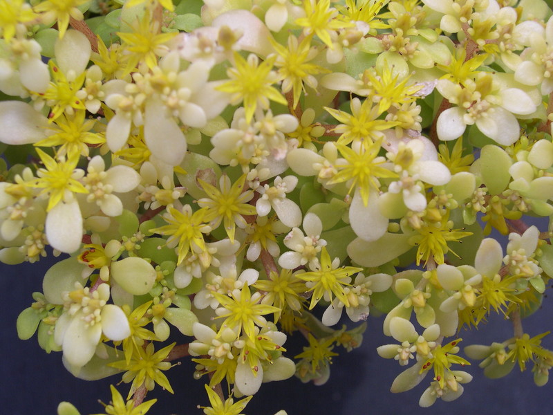 Sedum makinoi 'Ogon' (5)