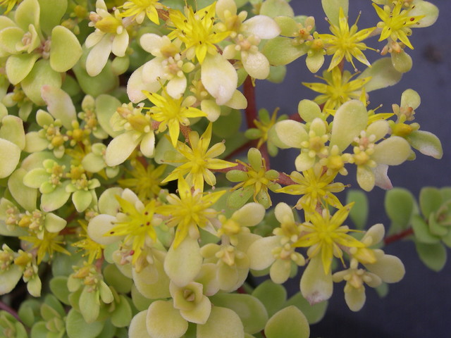 Sedum makinoi 'Ogon' (6)