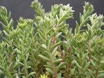 Sedum niveum (3)