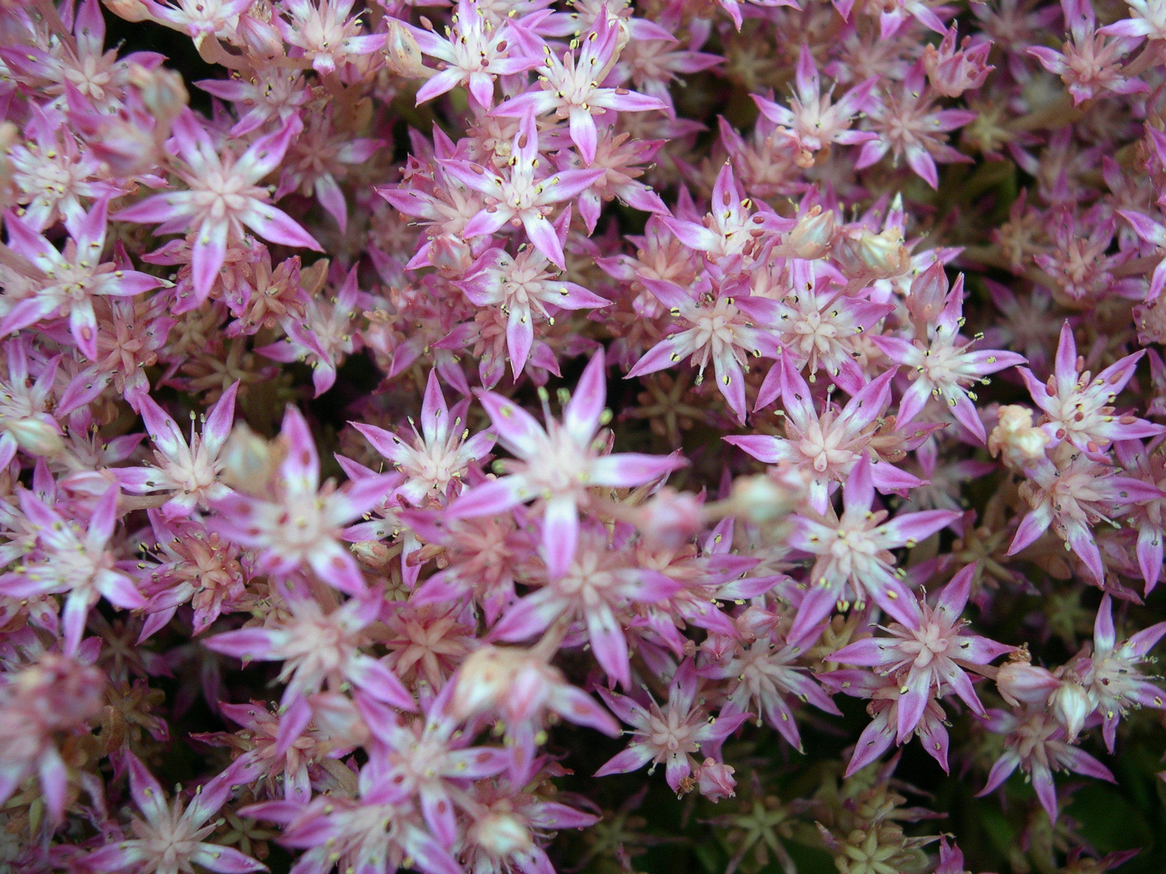 Sedum obtusifolium [Phedimus obtusifolius] (3)