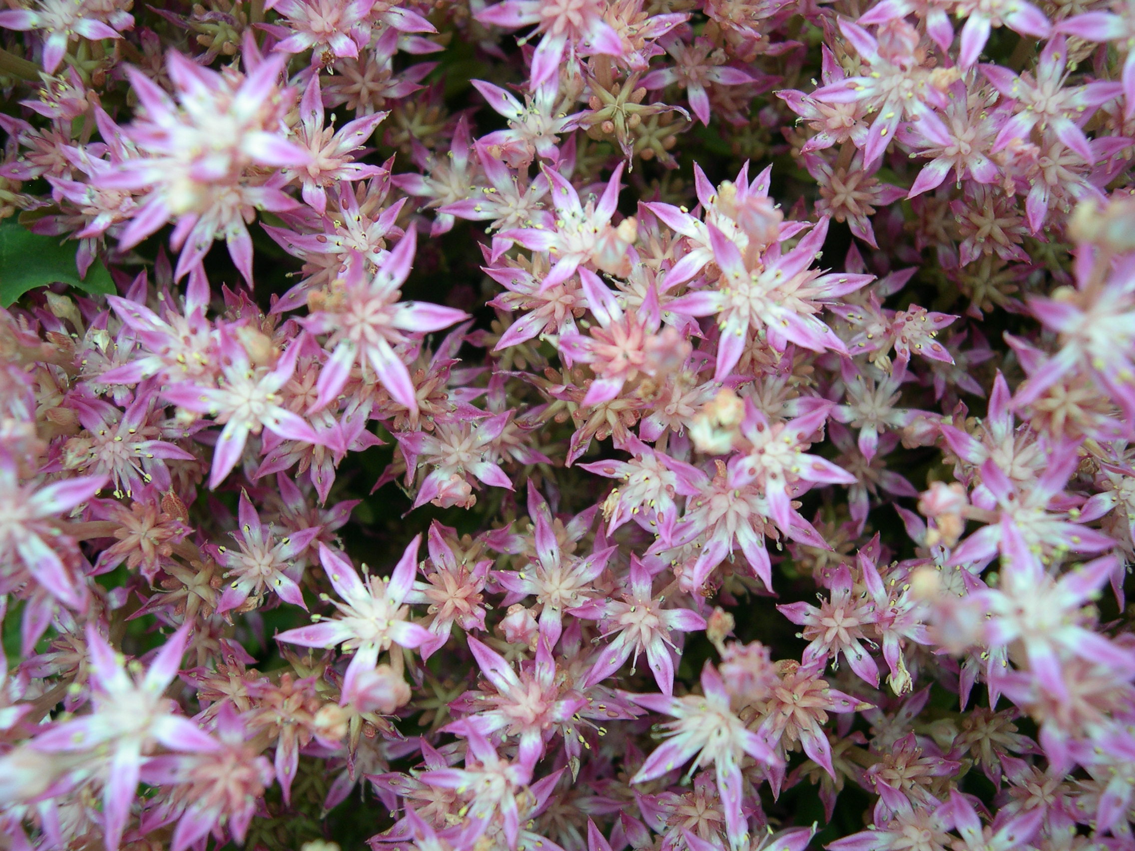 Sedum obtusifolium [Phedimus obtusifolius] (4)