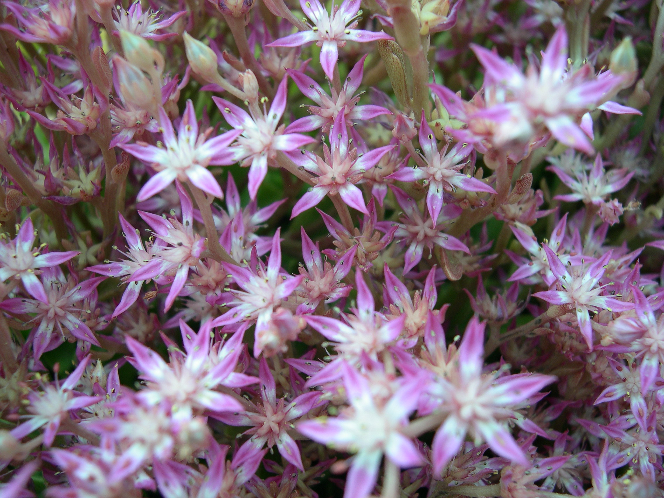 Sedum obtusifolium [Phedimus obtusifolius] (5)