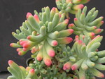 Sedum pachyphyllum 'Nejedly' (2)