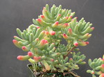 Sedum pachyphyllum 'Nejedly' (5)