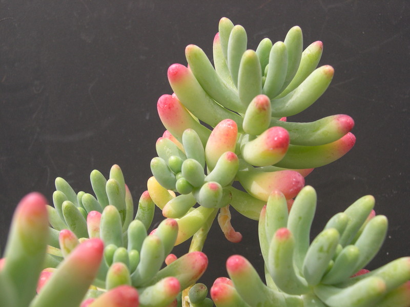 Sedum pachyphyllum 'Nejedly' (3)