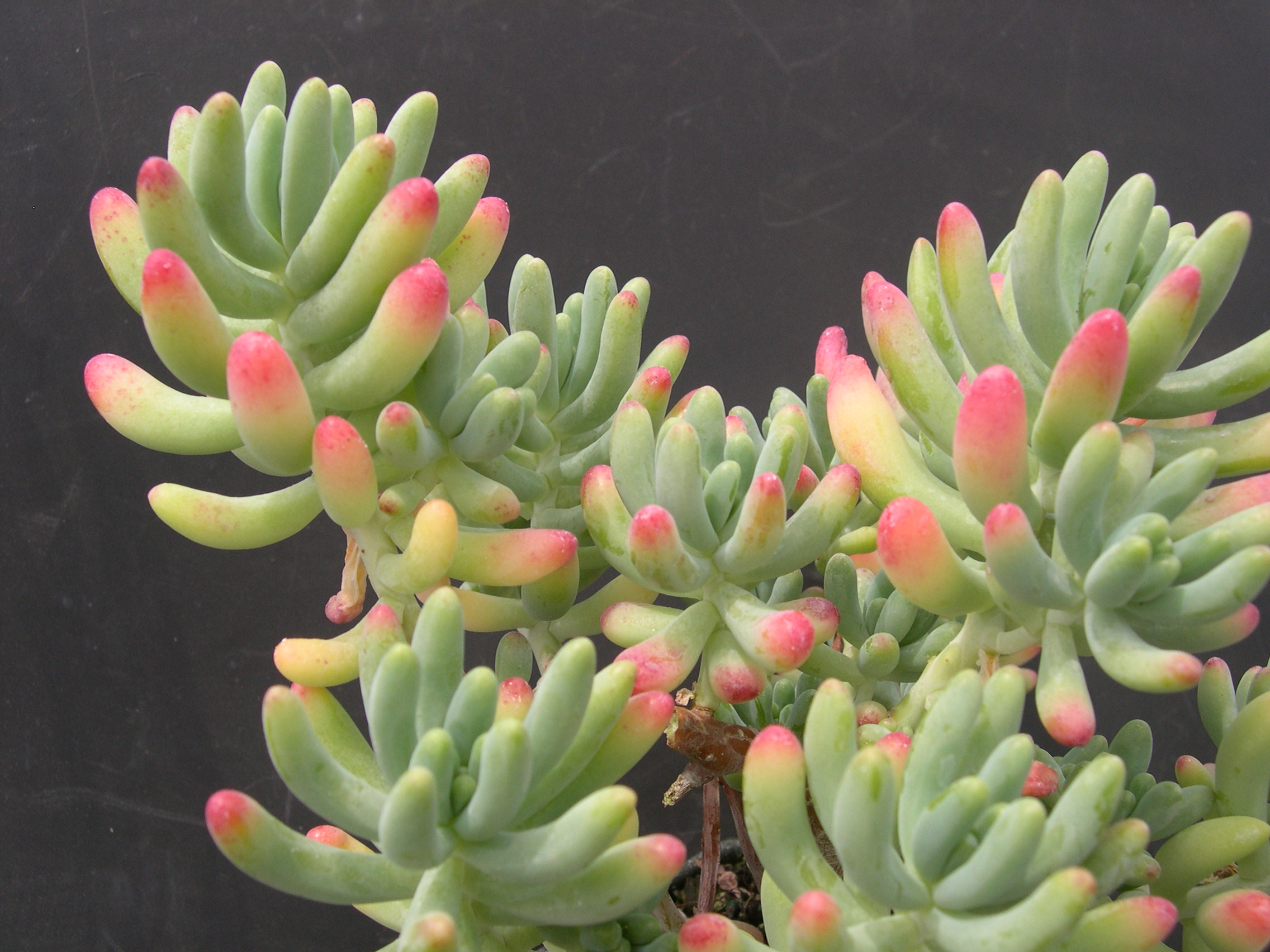 Sedum pachyphyllum 'Nejedly' (4)