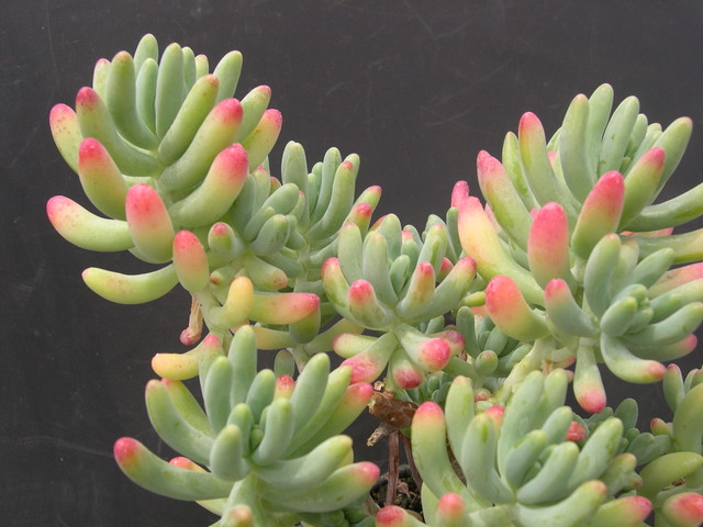 Sedum pachyphyllum 'Nejedly' (4)